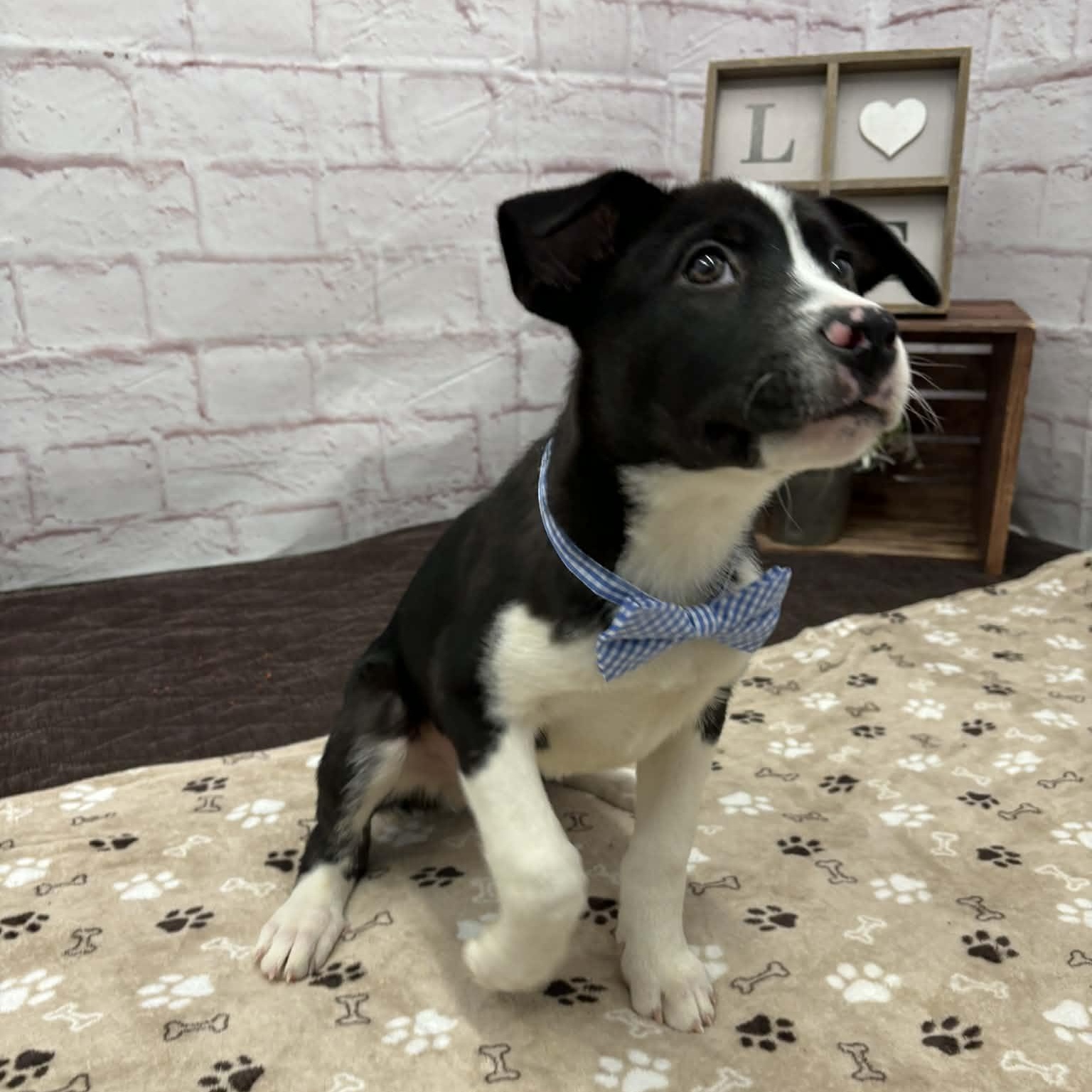 Kerby, a Adoptable mixed breed in Oxford, MI image 5/5