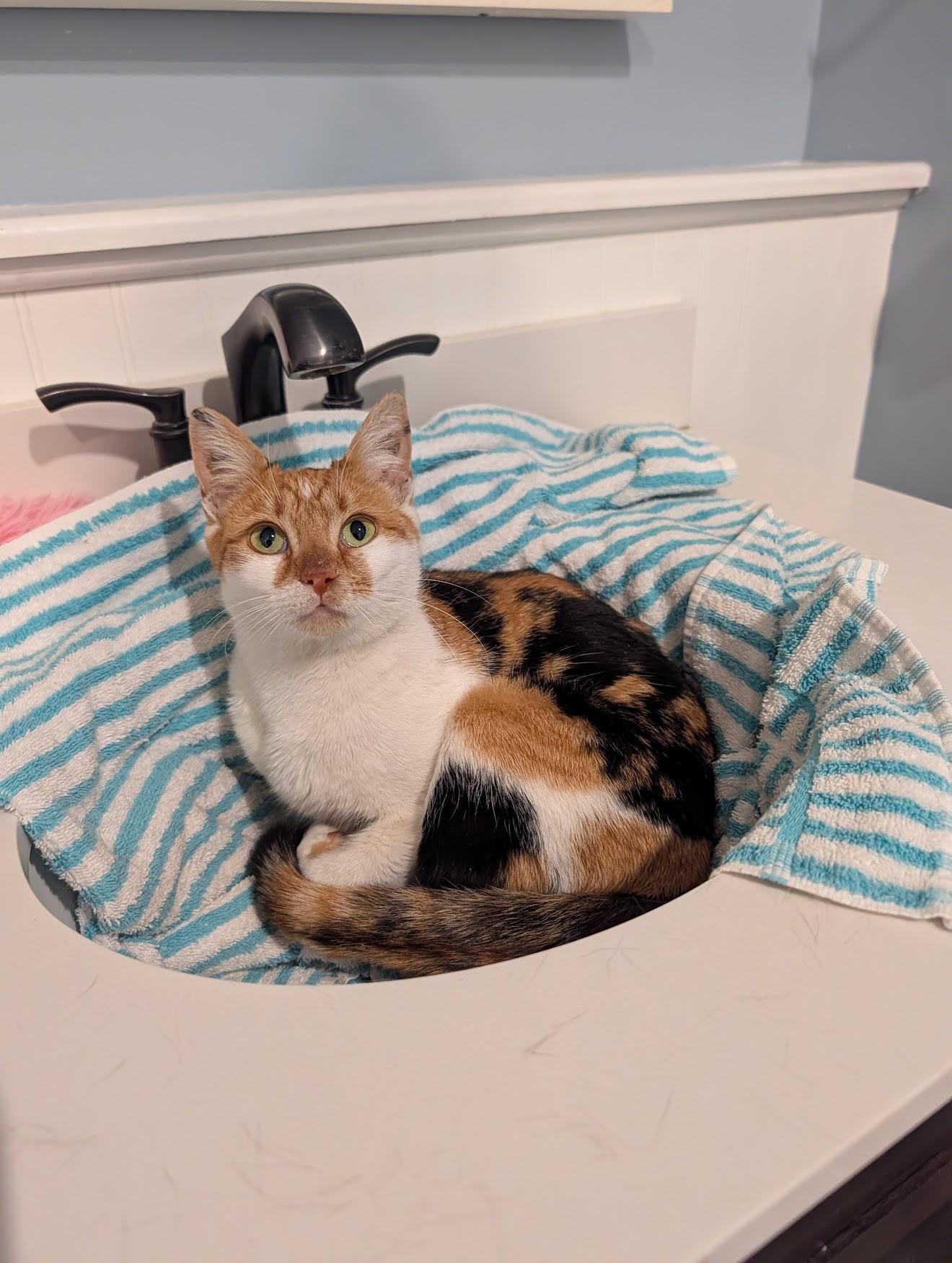 Enlarge Carrot Cake, a ADOPTABLE Domestic Short Hair in Medford, NJ image 3/5