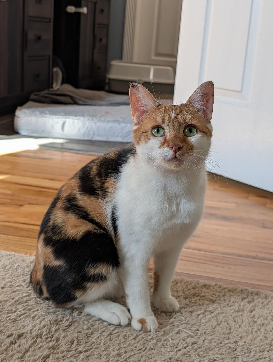 Enlarge Carrot Cake, a ADOPTABLE Domestic Short Hair in Medford, NJ image 1/5