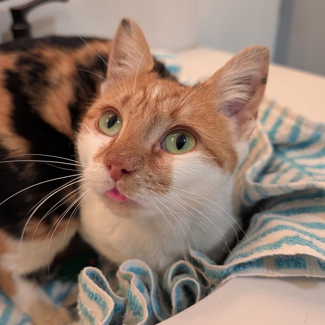 Carrot Cake, ADOPTABLE, Young Female Domestic Short Hair.