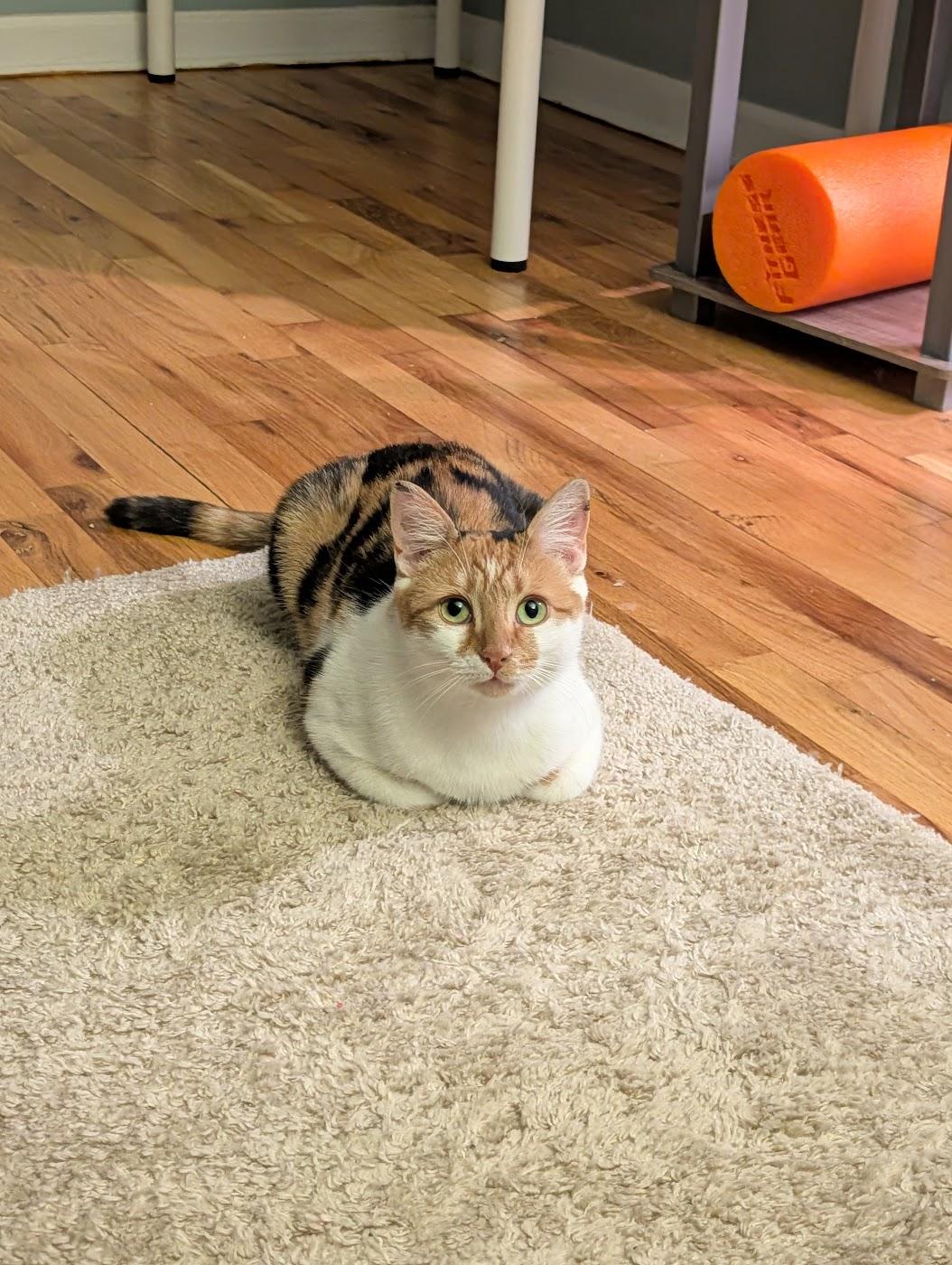 Enlarge Carrot Cake, a ADOPTABLE Domestic Short Hair in Medford, NJ image 4/5