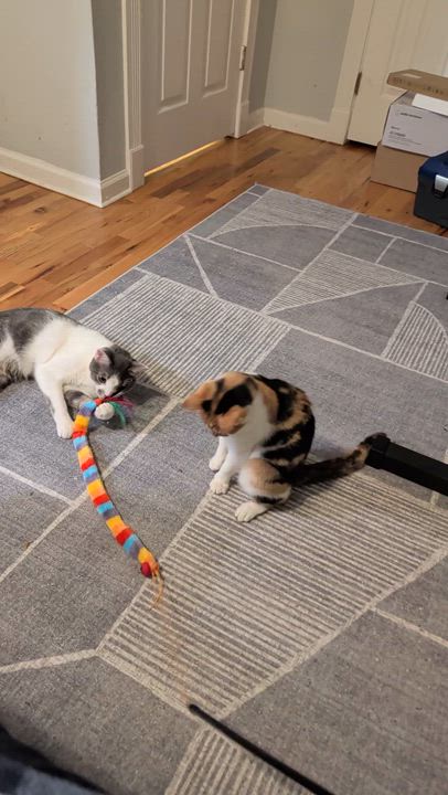 Enlarge Carrot Cake, a ADOPTABLE Domestic Short Hair in Medford, NJ video 2/5