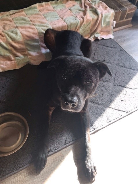 Tucker, Adoptable, Senior Male Labrador Retriever.