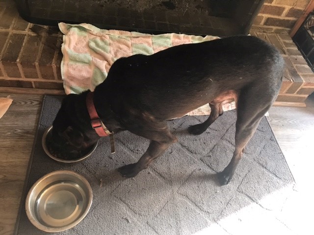 Enlarge Tucker, a Adoptable mixed breed in Stone Mountain, GA image 2/3