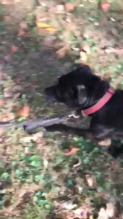 Enlarge Tucker, a Adoptable mixed breed in Stone Mountain, GA video 3/3