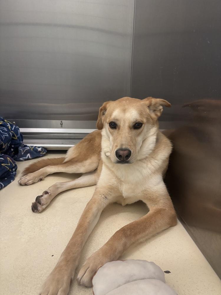 Eric, Adoptable, Adult Male Labrador Retriever.