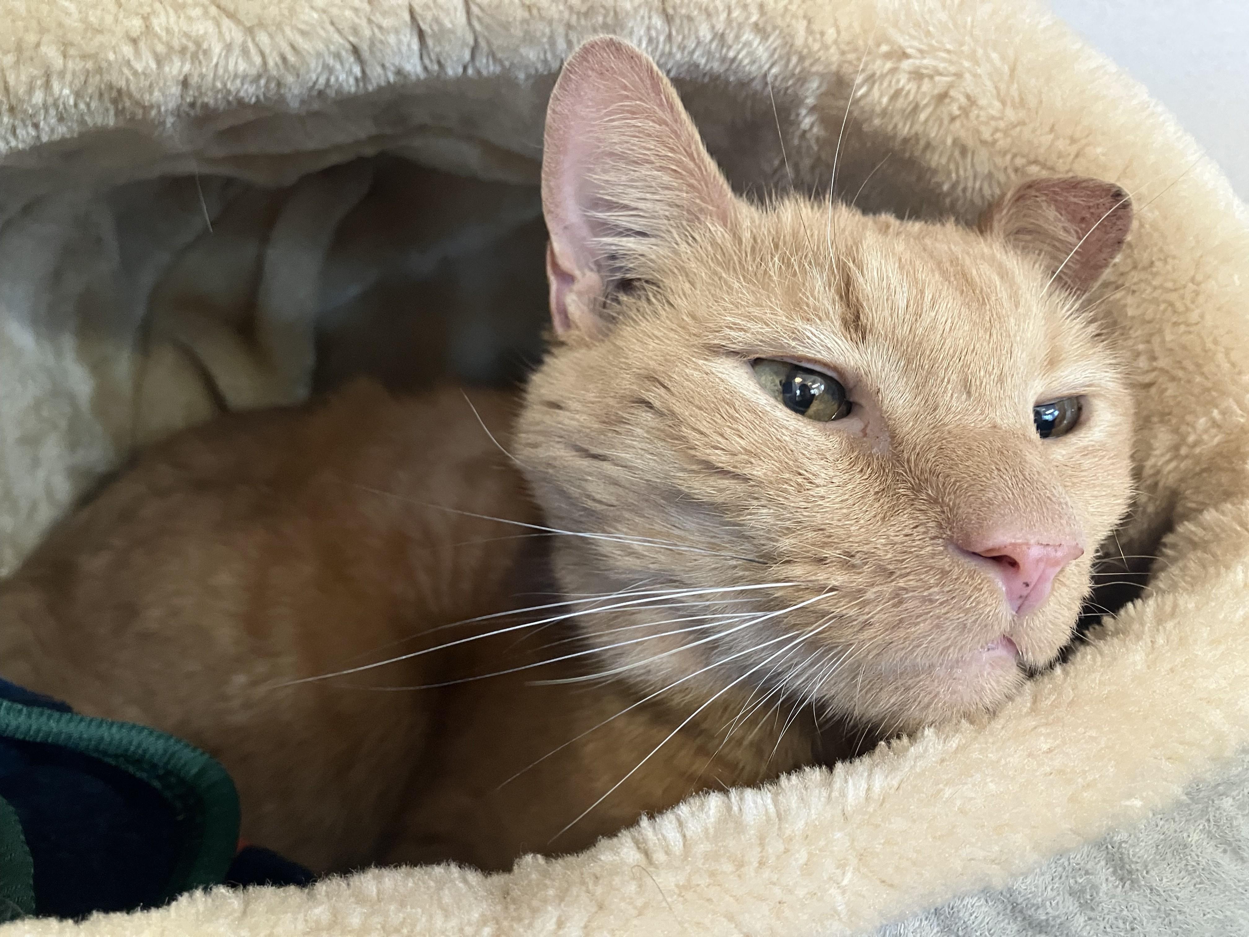 Enlarge Elliot Utley, a ADOPTABLE Domestic Short Hair in Eatontown, NJ image 3/3