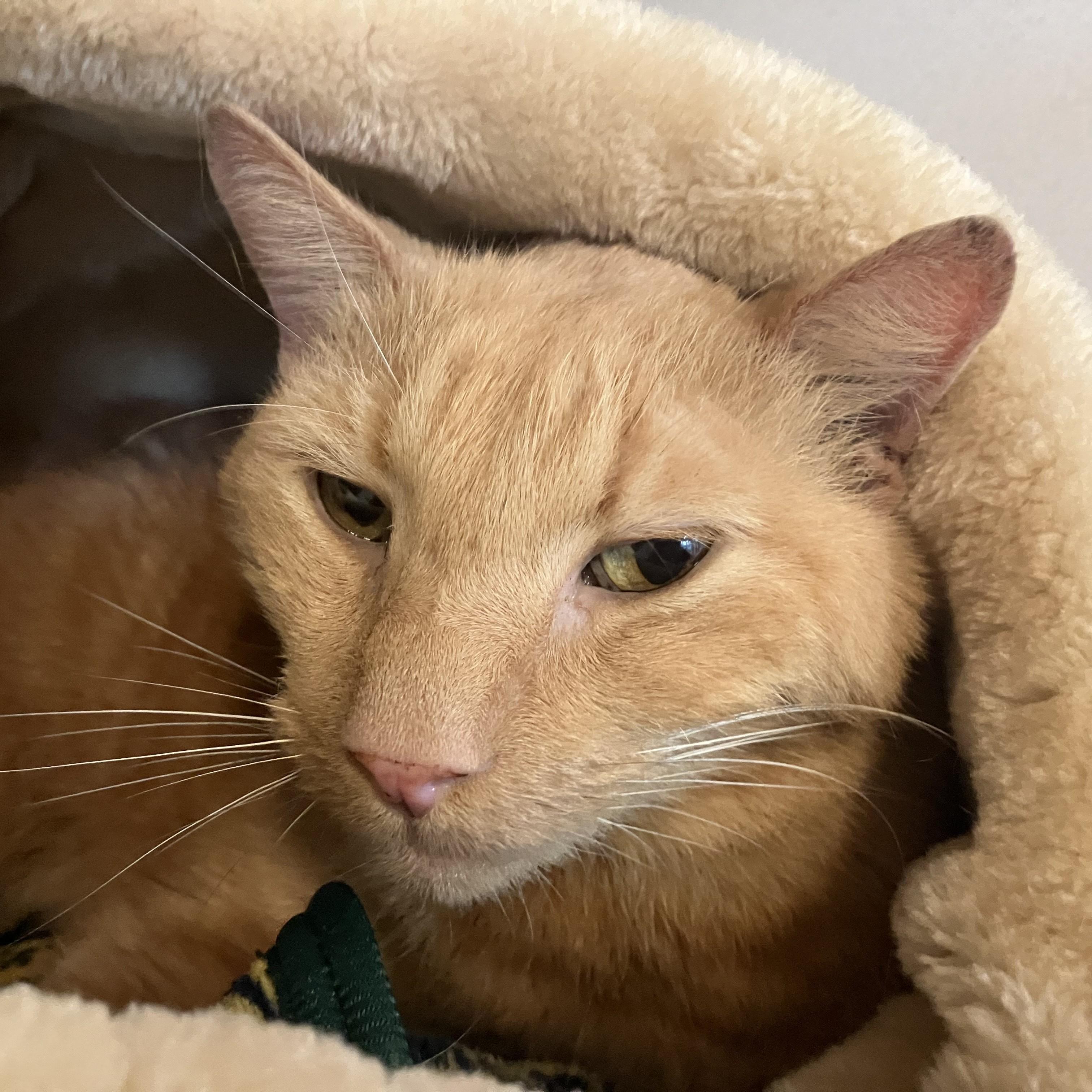 Elliot Utley, ADOPTABLE, Adult Male Domestic Short Hair.