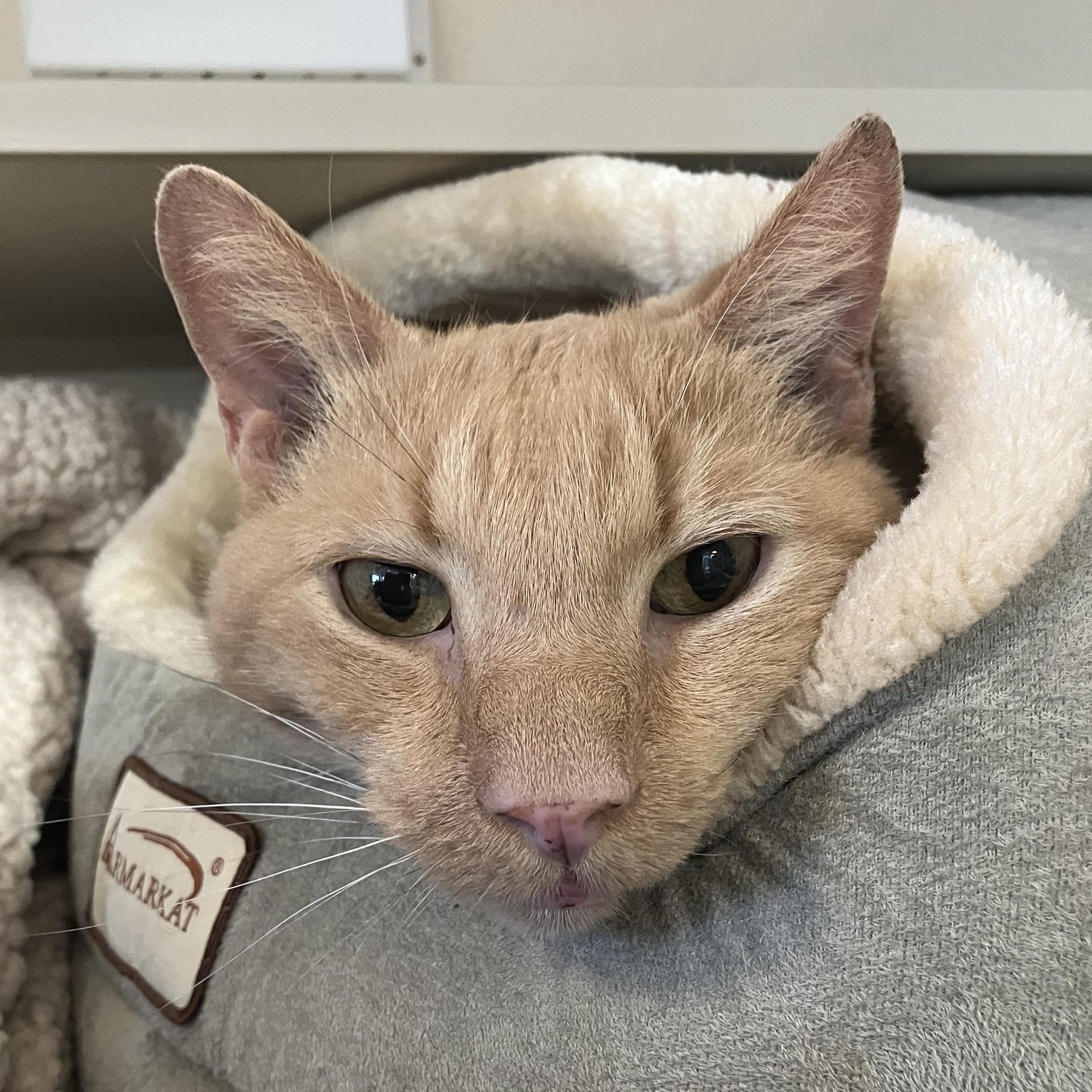 Enlarge Elliot Utley, a ADOPTABLE Domestic Short Hair in Eatontown, NJ image 2/3