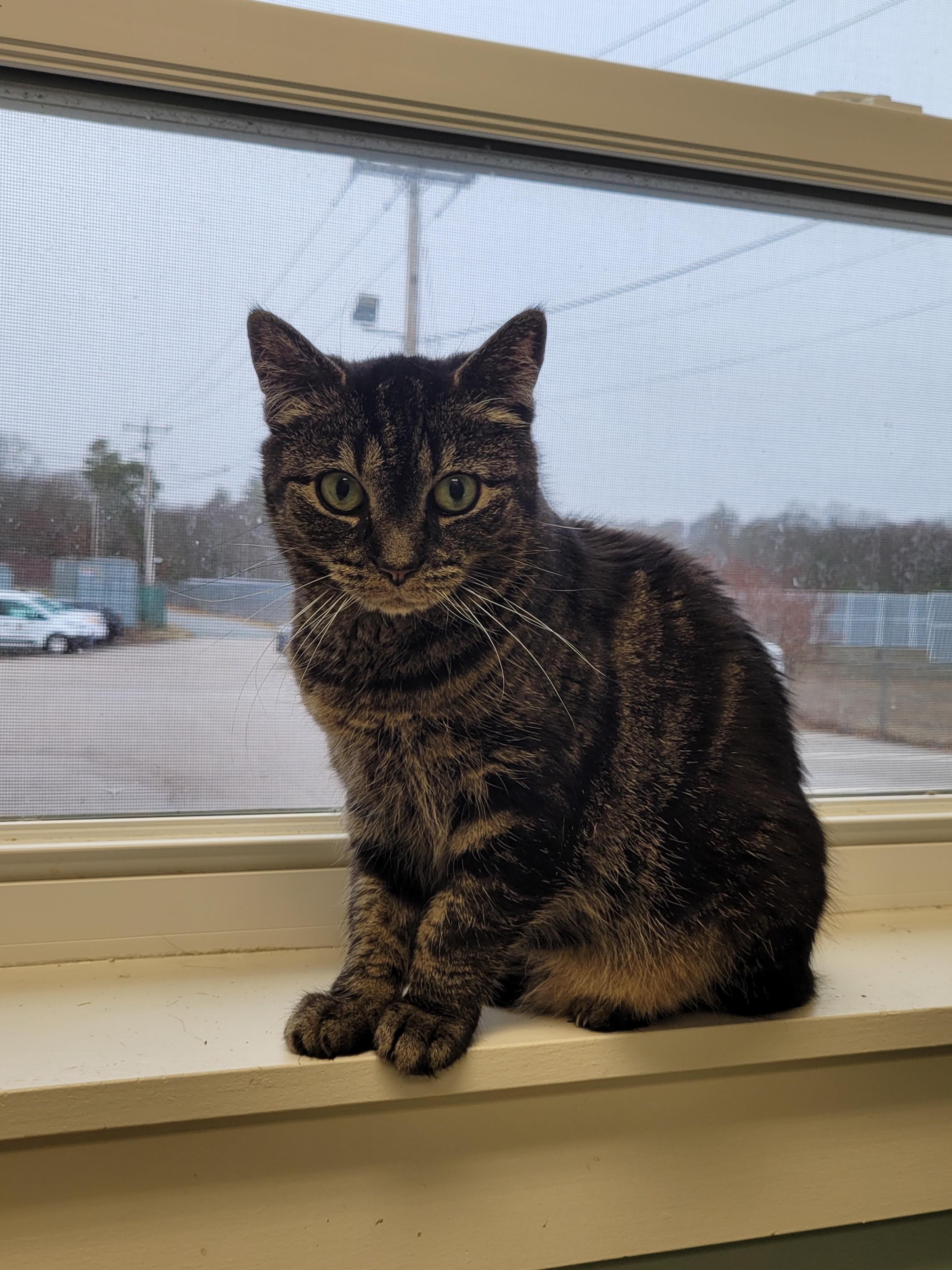 Enlarge Potato, a ADOPTABLE Domestic Short Hair in North Attleboro, MA image 1/3
