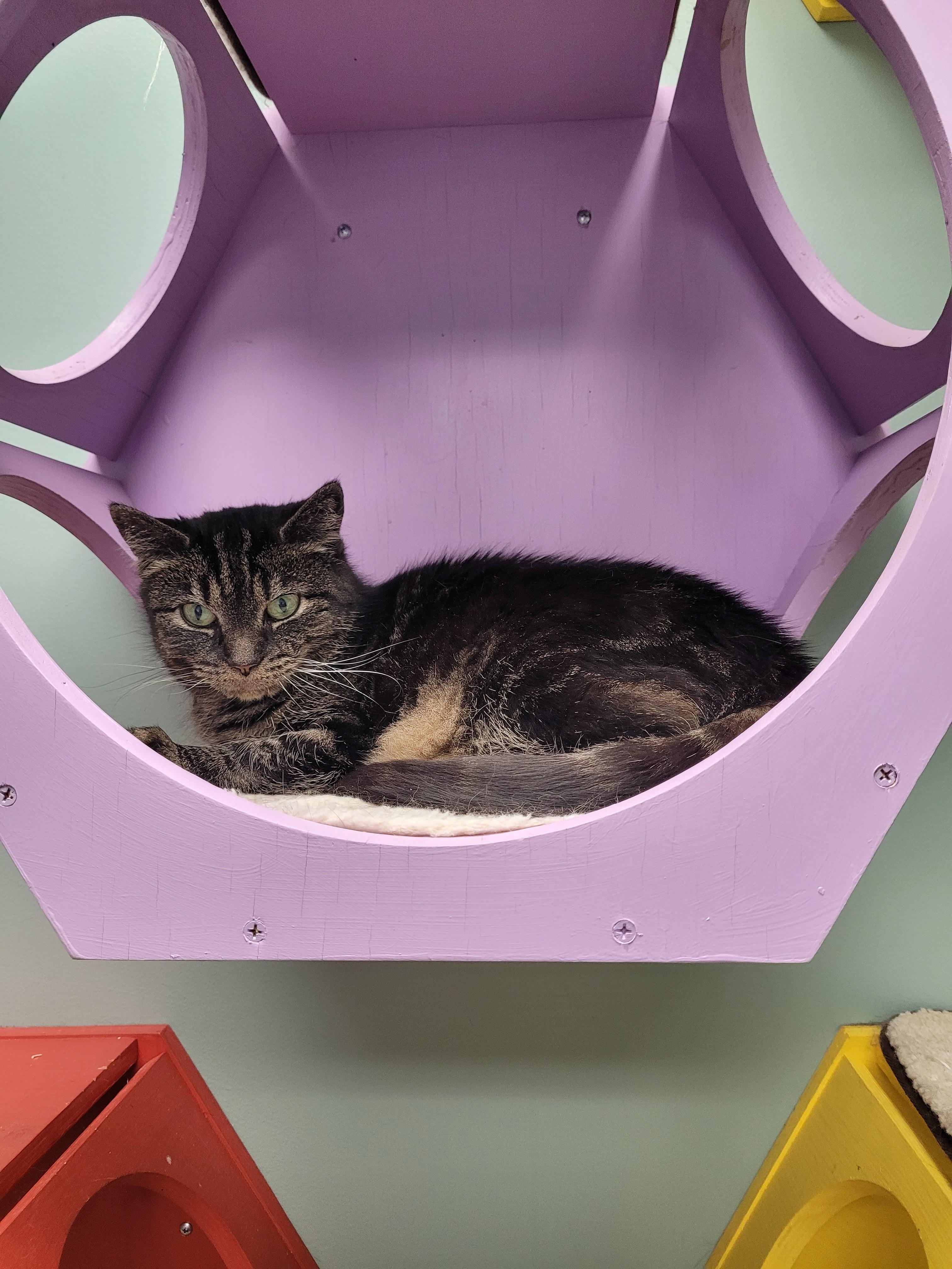 Enlarge Potato, a ADOPTABLE Domestic Short Hair in North Attleboro, MA image 2/3