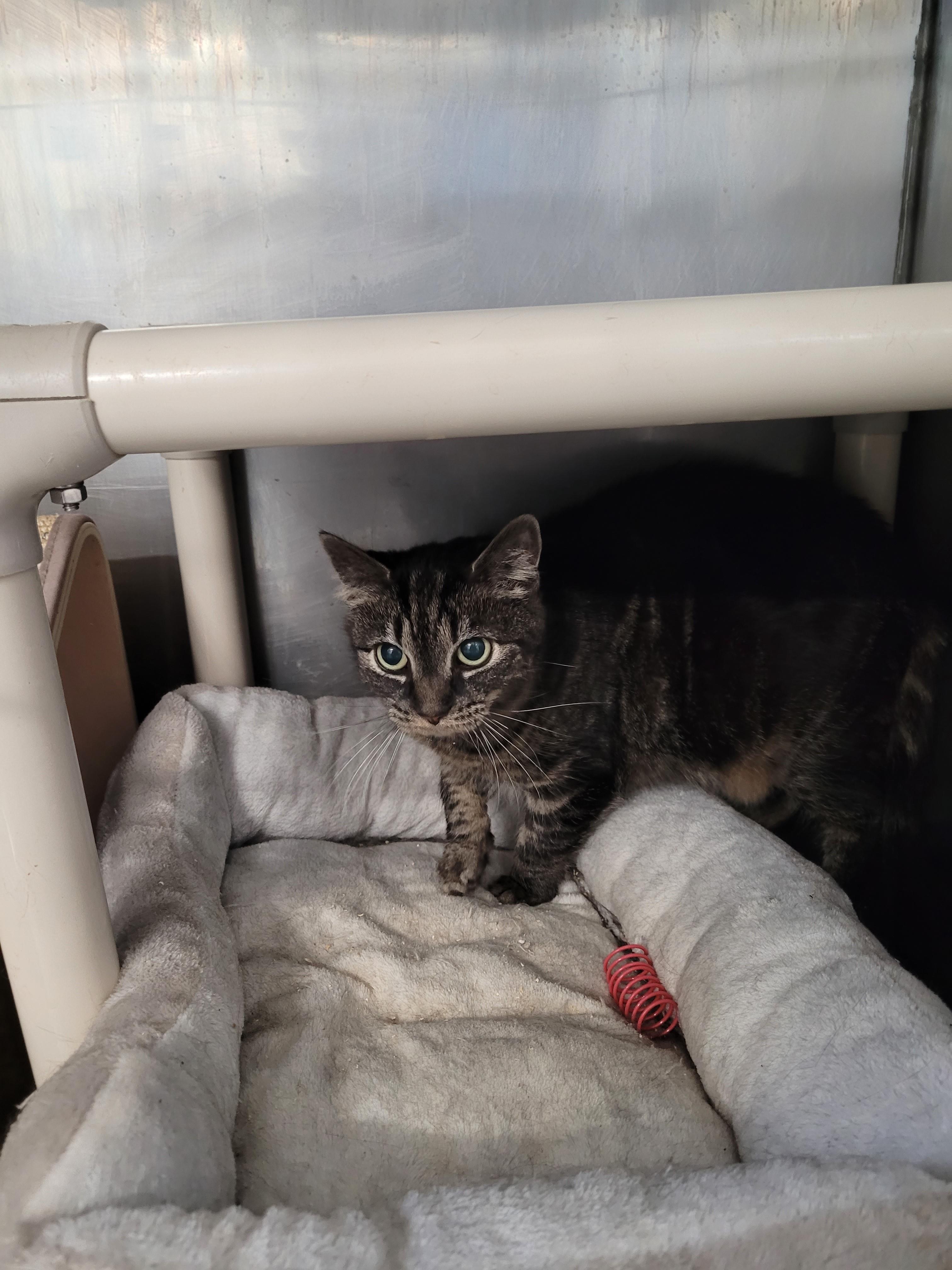 Enlarge Potato, a ADOPTABLE Domestic Short Hair in North Attleboro, MA image 3/3