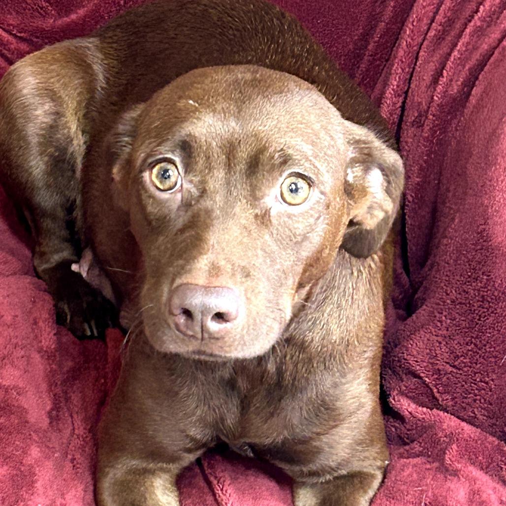 Mary, Adoptable, Adult Female Hound.