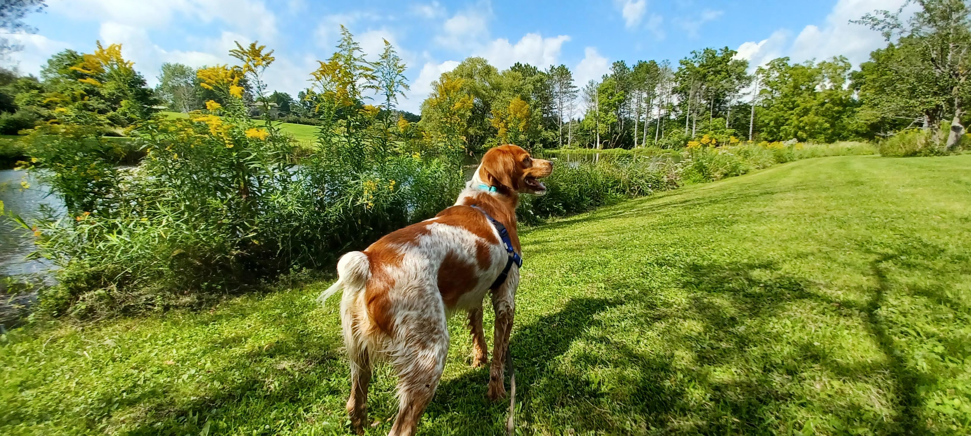 Enlarge Roko, a Adoptable Brittany Spaniel in Marion, MA image 2/3
