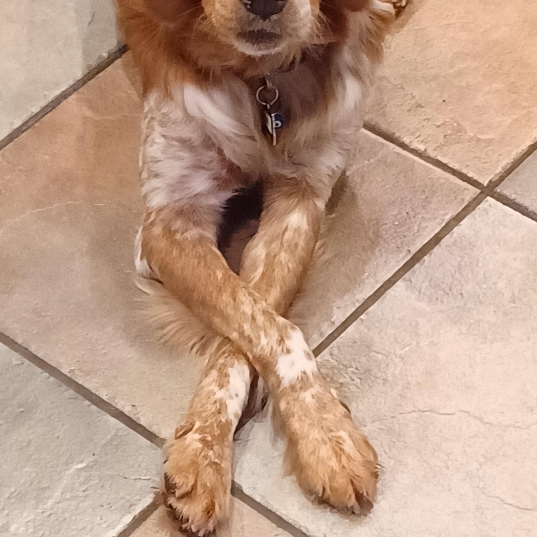 Roko, Adoptable, Adult Male Brittany Spaniel.
