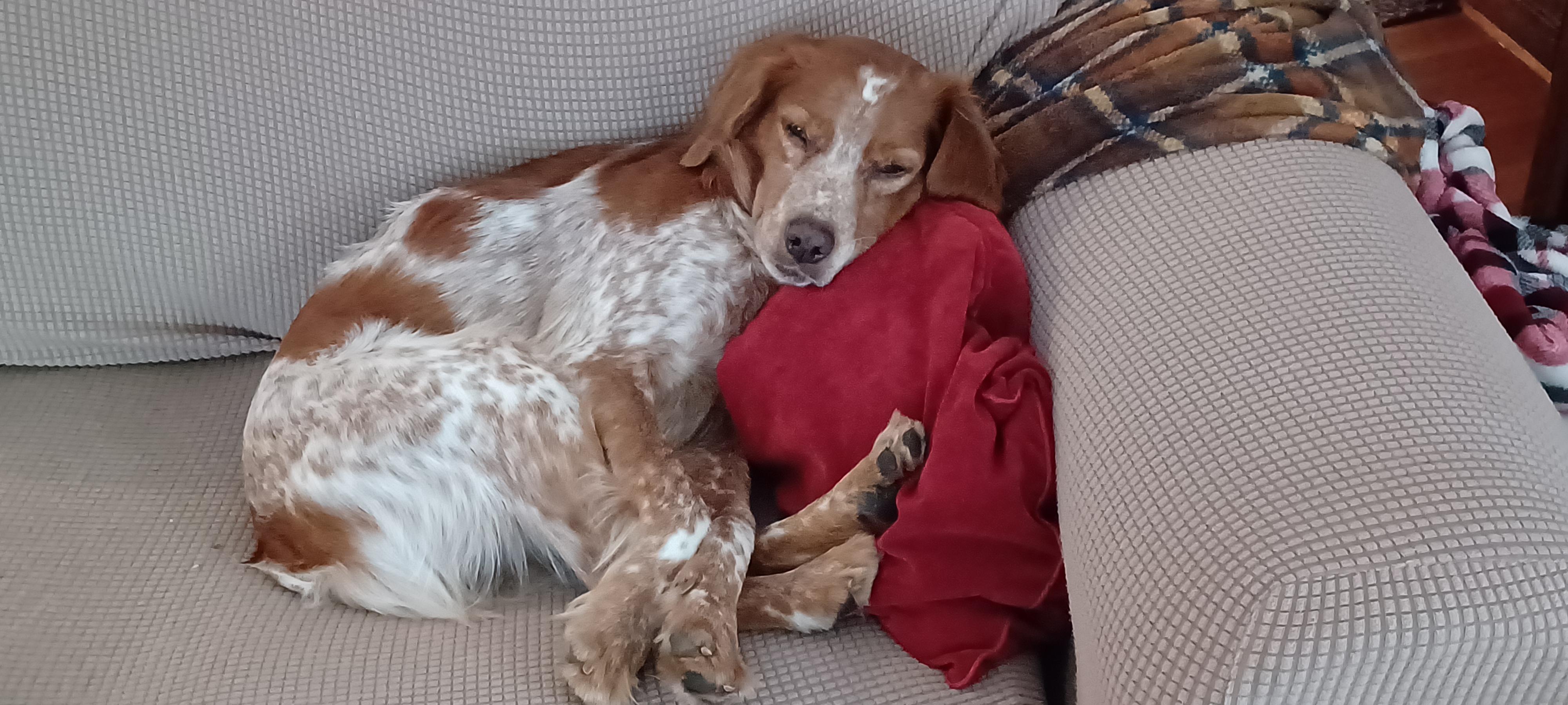 Enlarge Roko, a Adoptable Brittany Spaniel in Marion, MA image 3/3