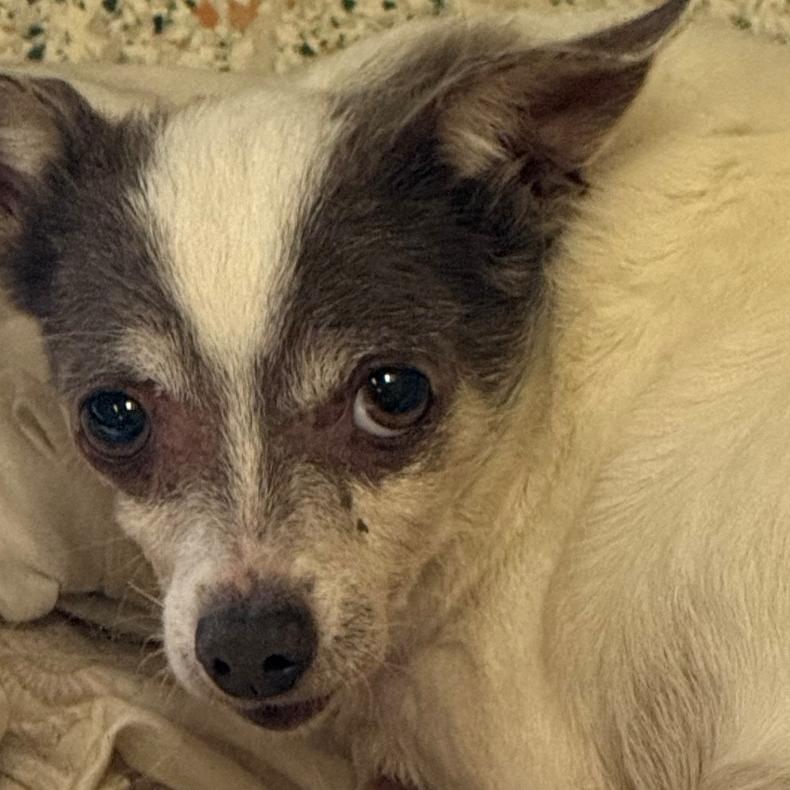 Anchor, Adoptable, Senior Female Chihuahua.