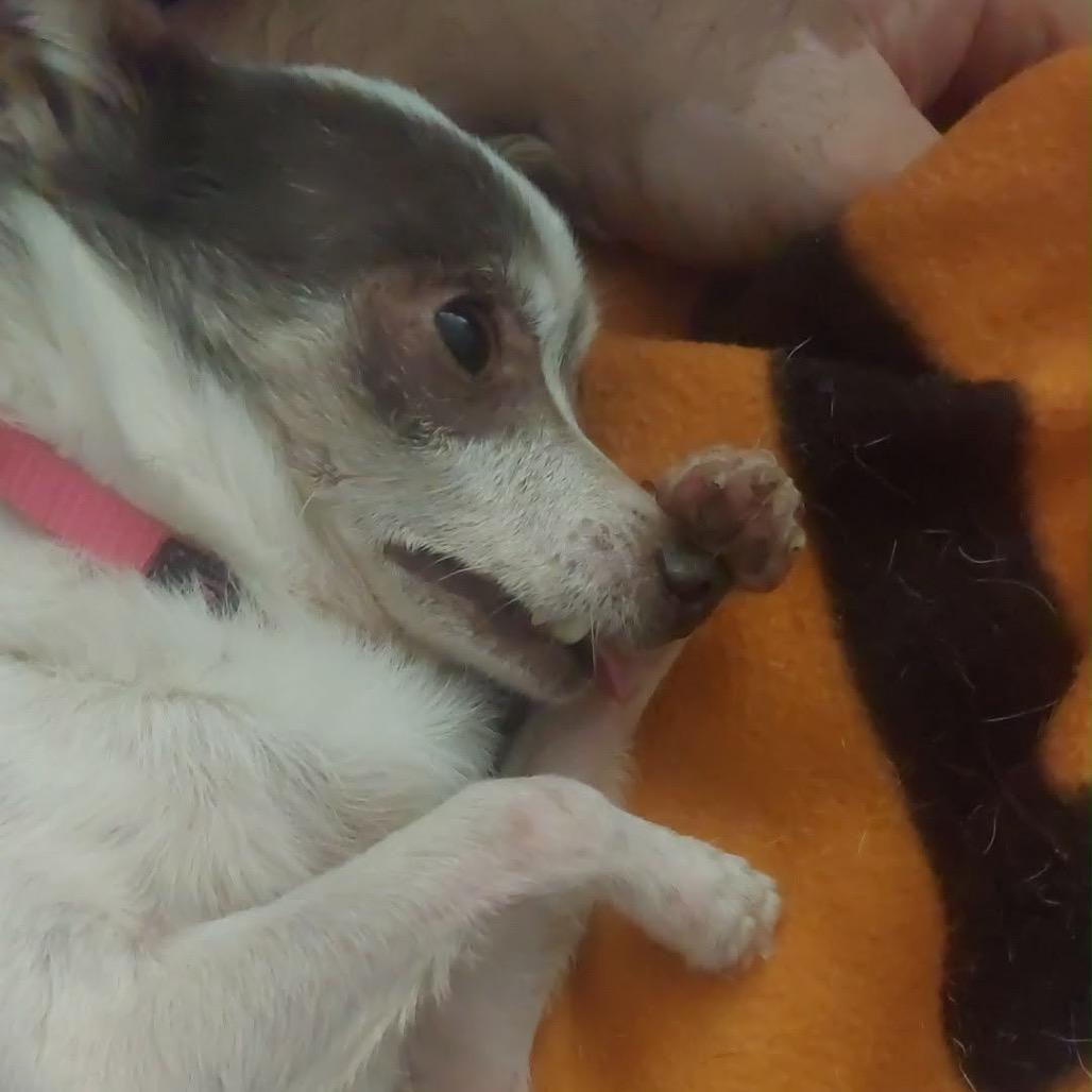 Enlarge Anchor, a Adoptable Chihuahua in Gulfport, MS image 2/6