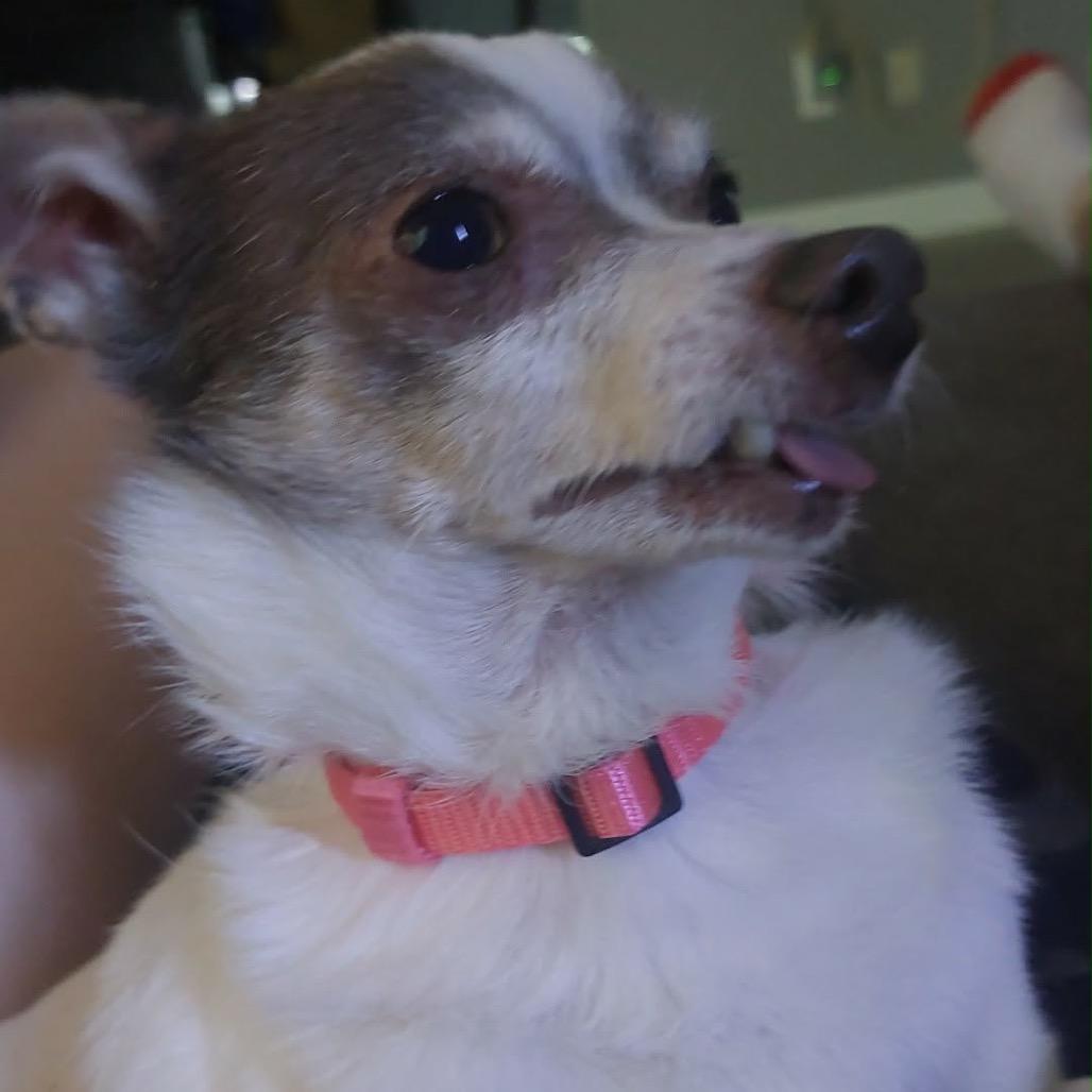 Enlarge Anchor, a Adoptable Chihuahua in Gulfport, MS image 3/6