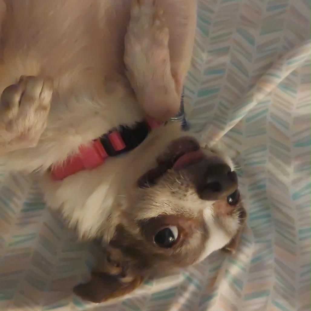 Enlarge Anchor, a Adoptable Chihuahua in Gulfport, MS image 4/6