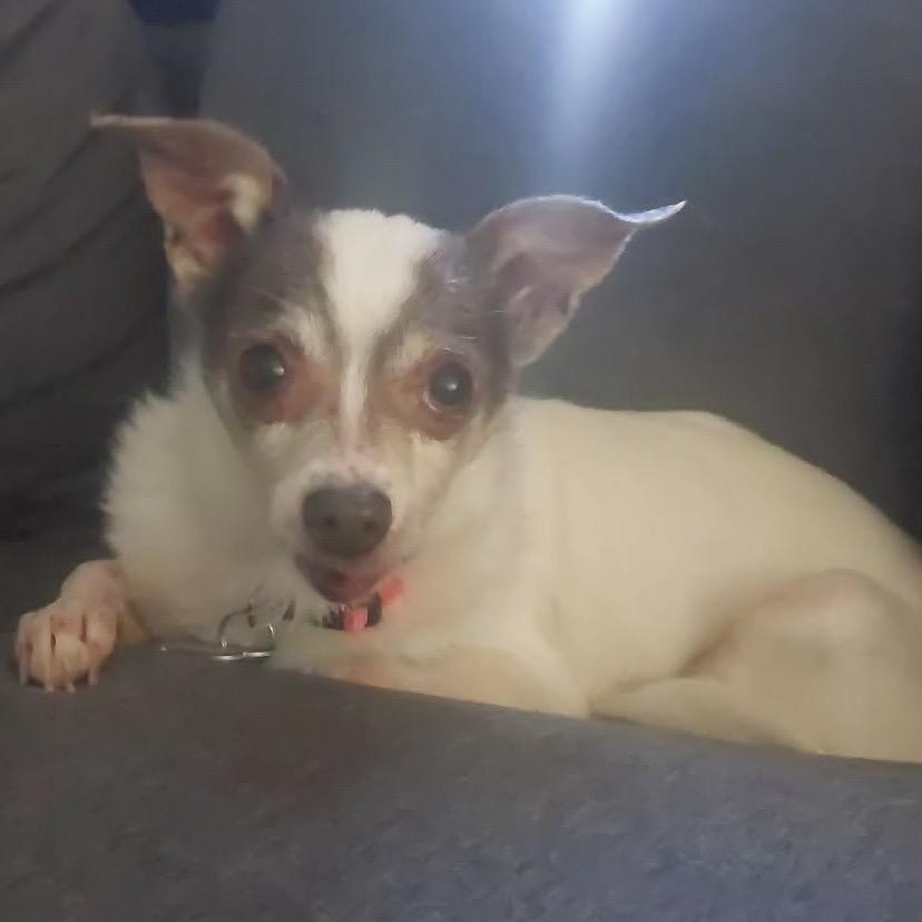 Enlarge Anchor, a Adoptable Chihuahua in Gulfport, MS image 5/6