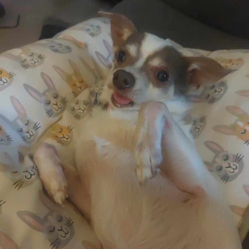 Enlarge Anchor, a Adoptable Chihuahua in Gulfport, MS image 6/6