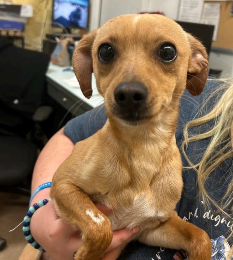 Enlarge Doc, a ADOPTABLE mixed breed in Plainfield, IL image 1/1