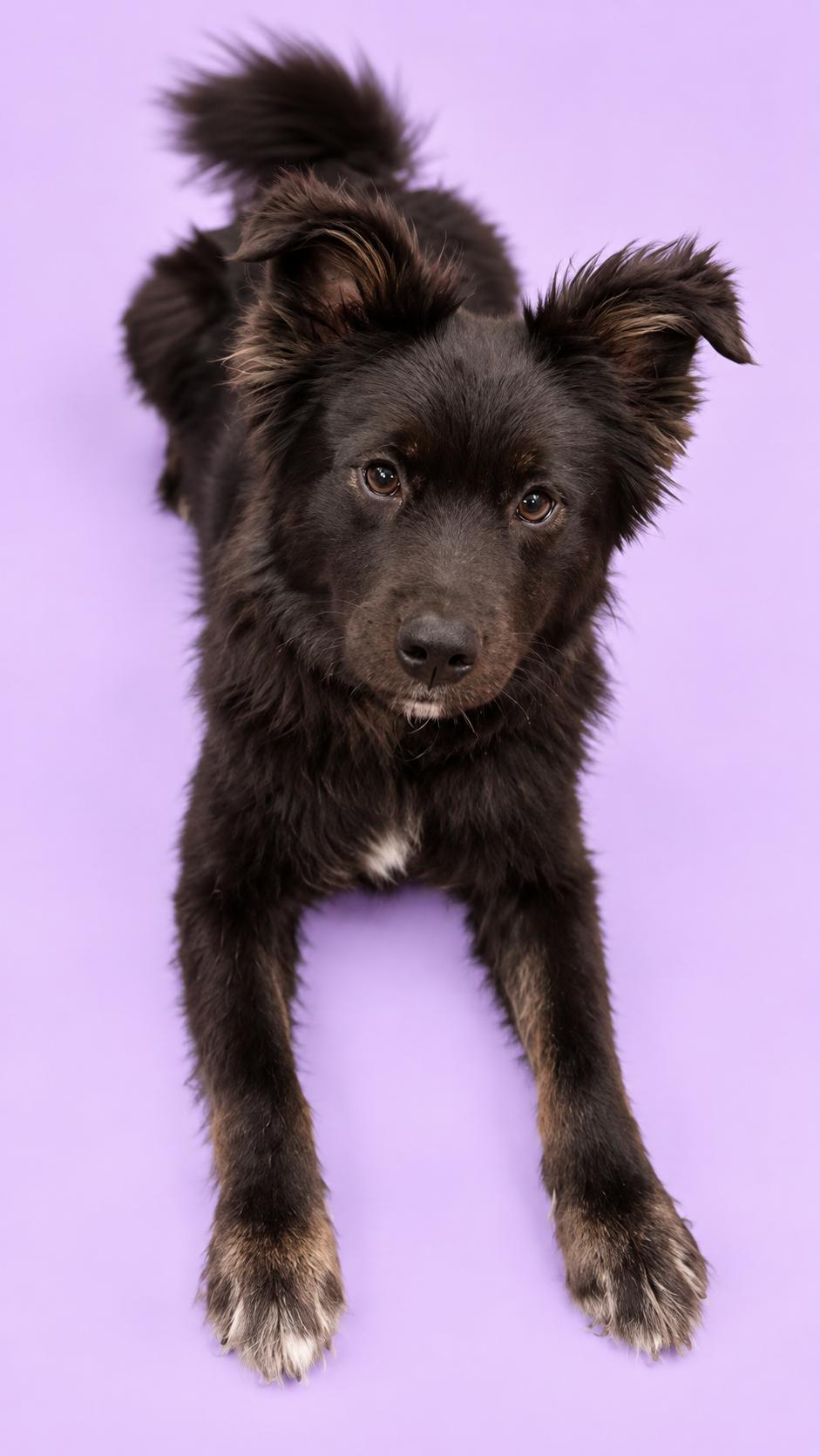 Mixmaster, Adopted, Adult Female Flat-Coated Retriever.