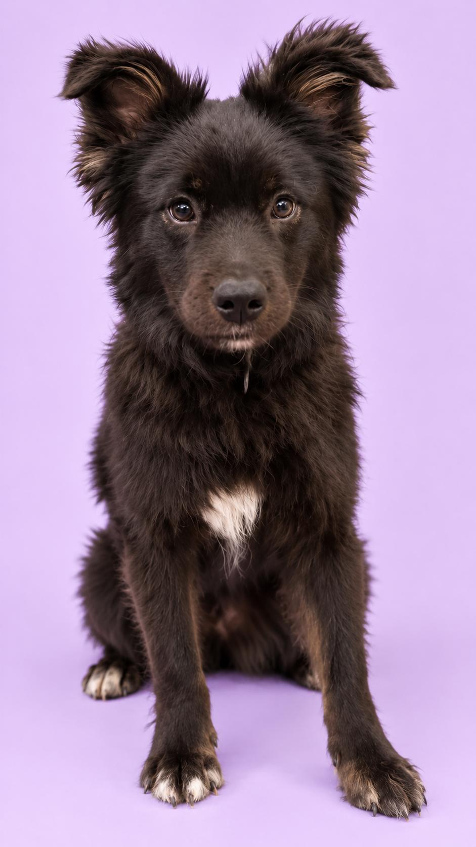 Enlarge Mixmaster, a Adopted Flat-Coated Retriever in Palo Alto, CA image 2/3