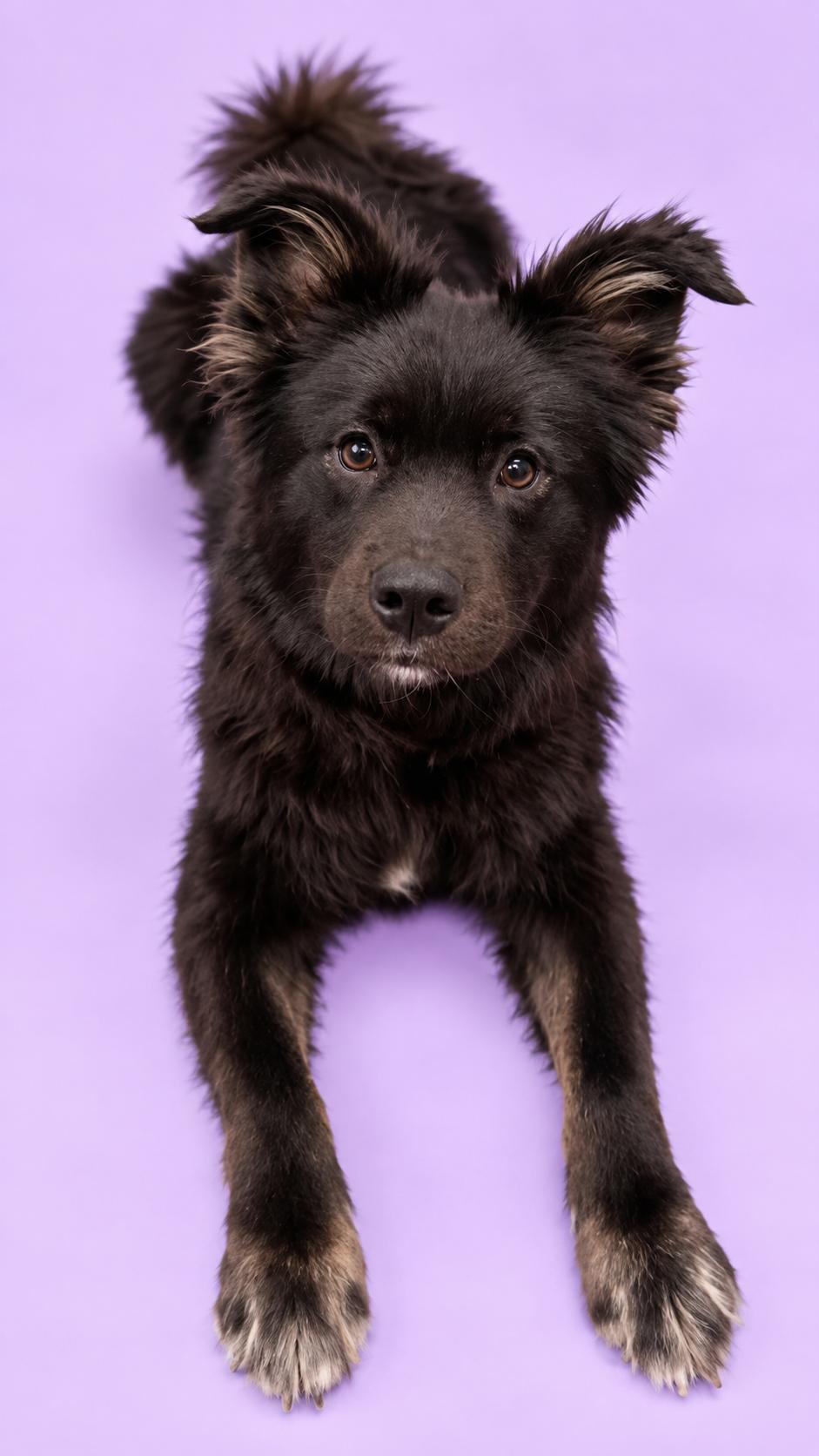 Enlarge Mixmaster, a Adopted Flat-Coated Retriever in Palo Alto, CA image 3/3