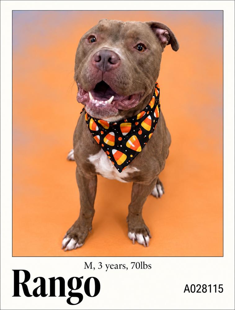 Rango, Adoptable, Adult Male American Bulldog.