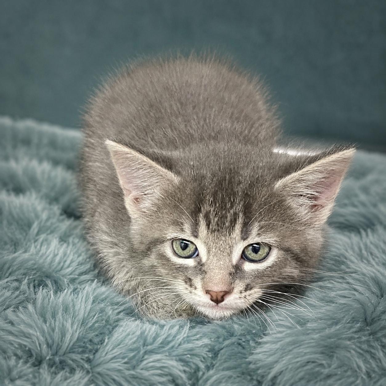 Kate, adopted, Kitten Female Domestic Short Hair.