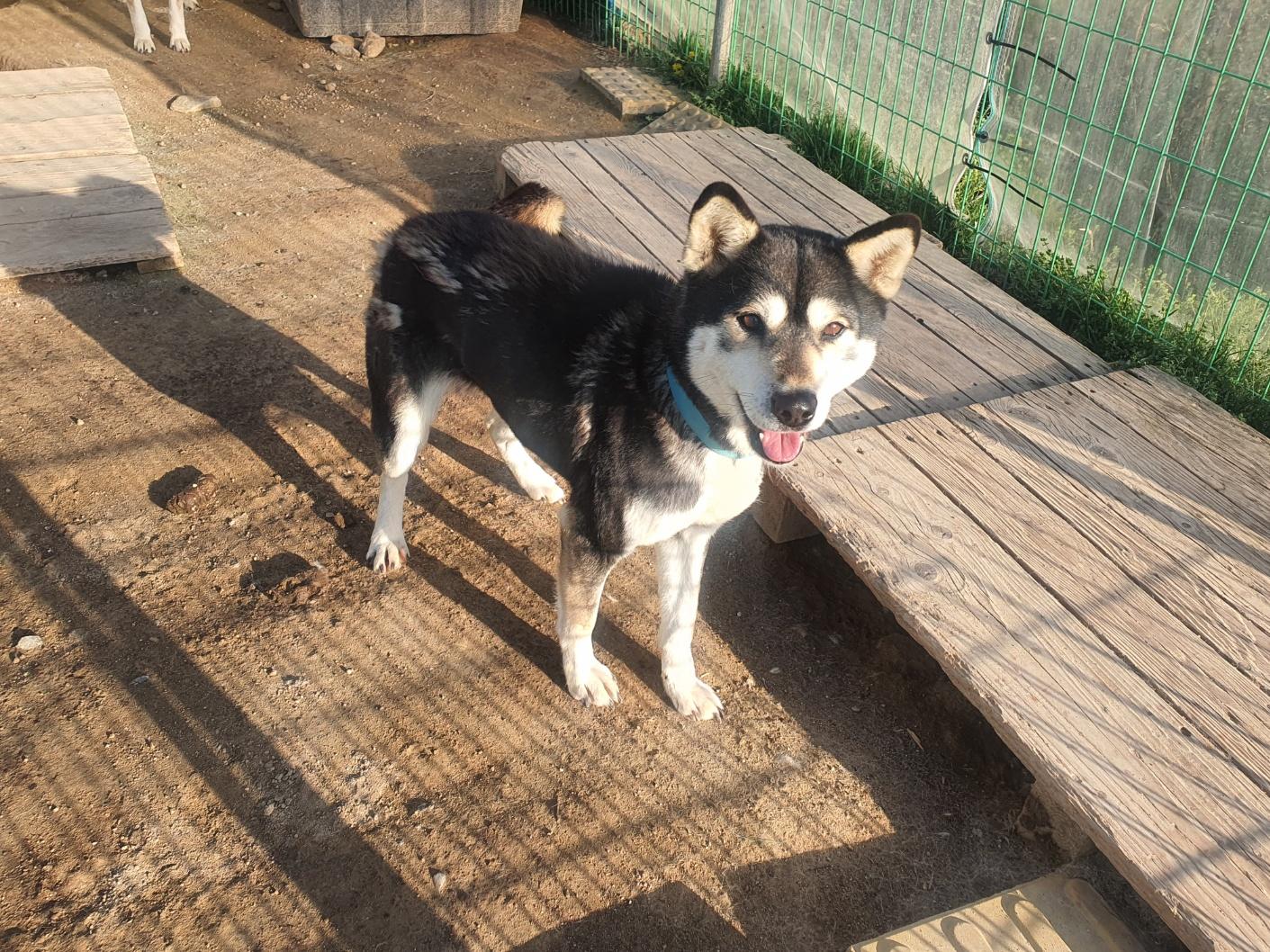 Merry-Love, Adult Female Shiba Inu