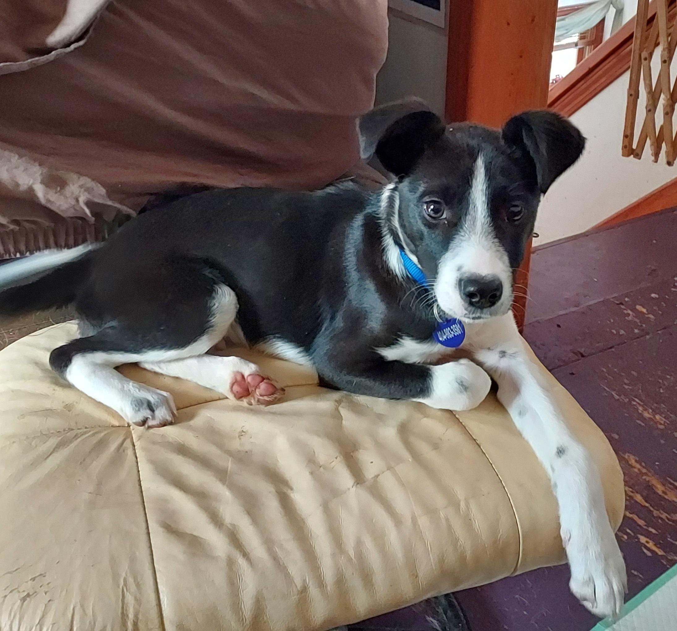 Lenny aka as Aris for Aristotle, Adoptable, Young Male Border Collie & American Bully.