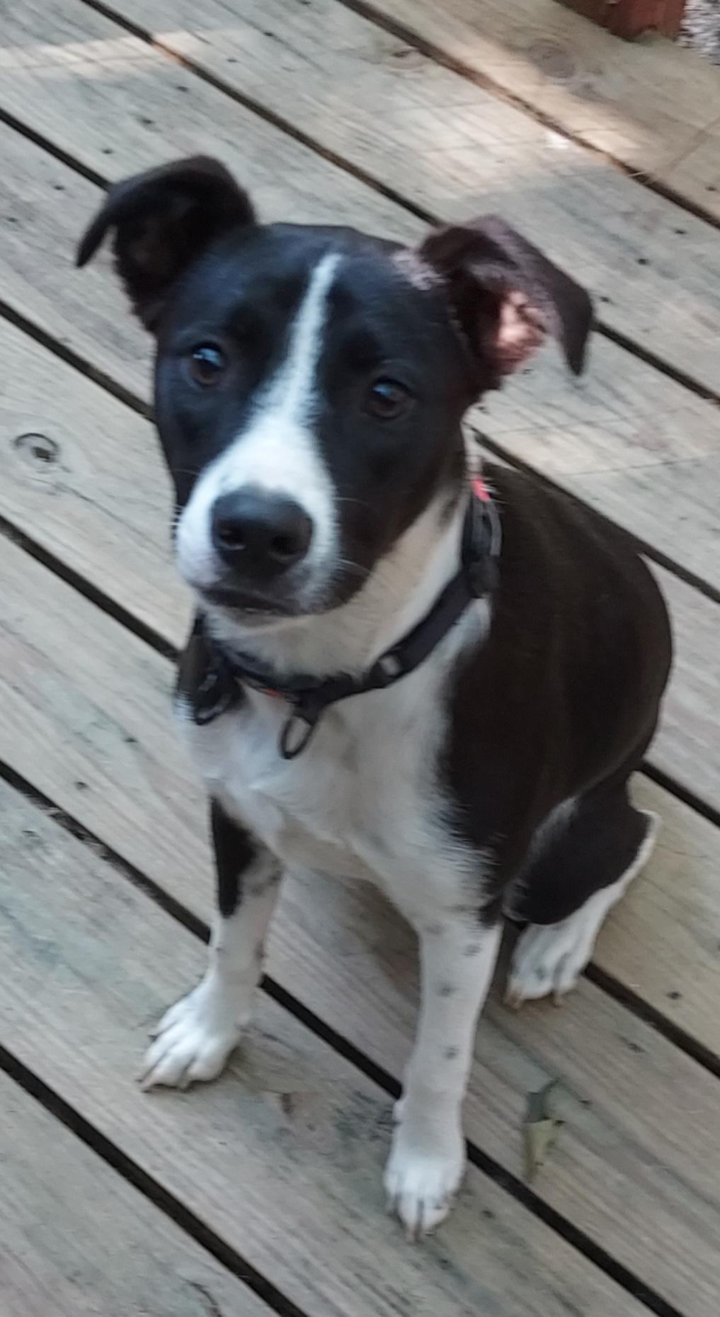 Enlarge Lenny aka as Aris for Aristotle, a Adoptable mixed breed in Acworth, GA image 4/5