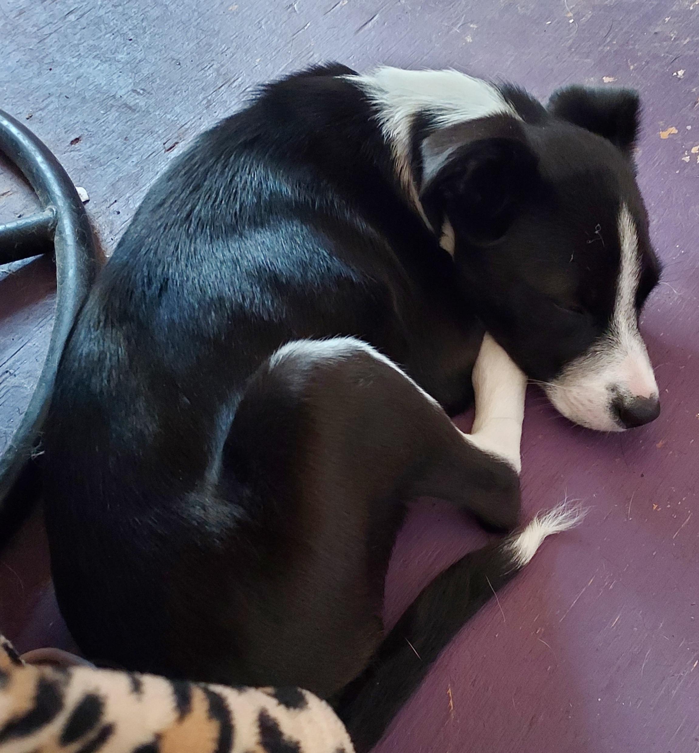 Enlarge Lenny aka as Aris for Aristotle, a Adoptable mixed breed in Acworth, GA image 5/5