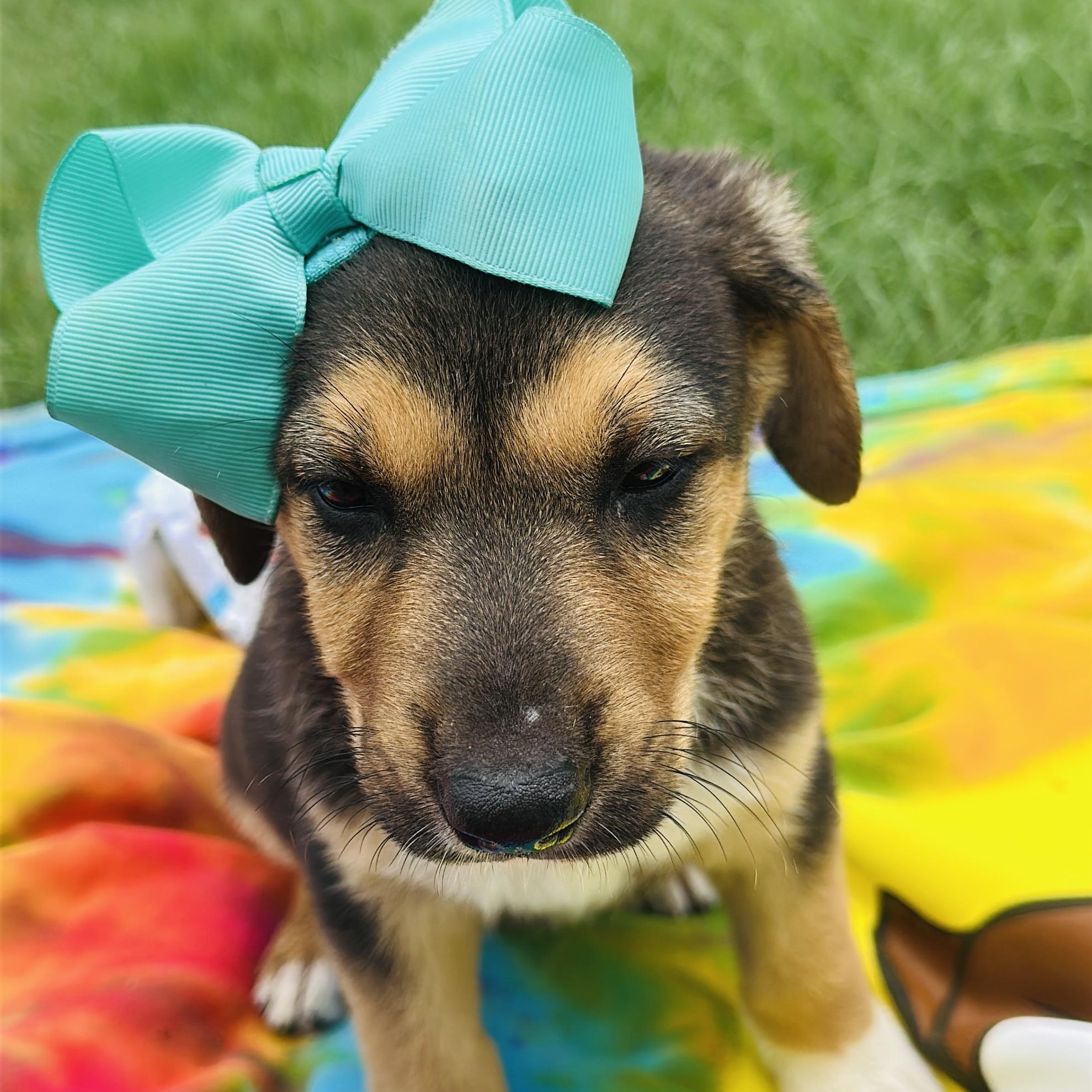 Molly photo 2