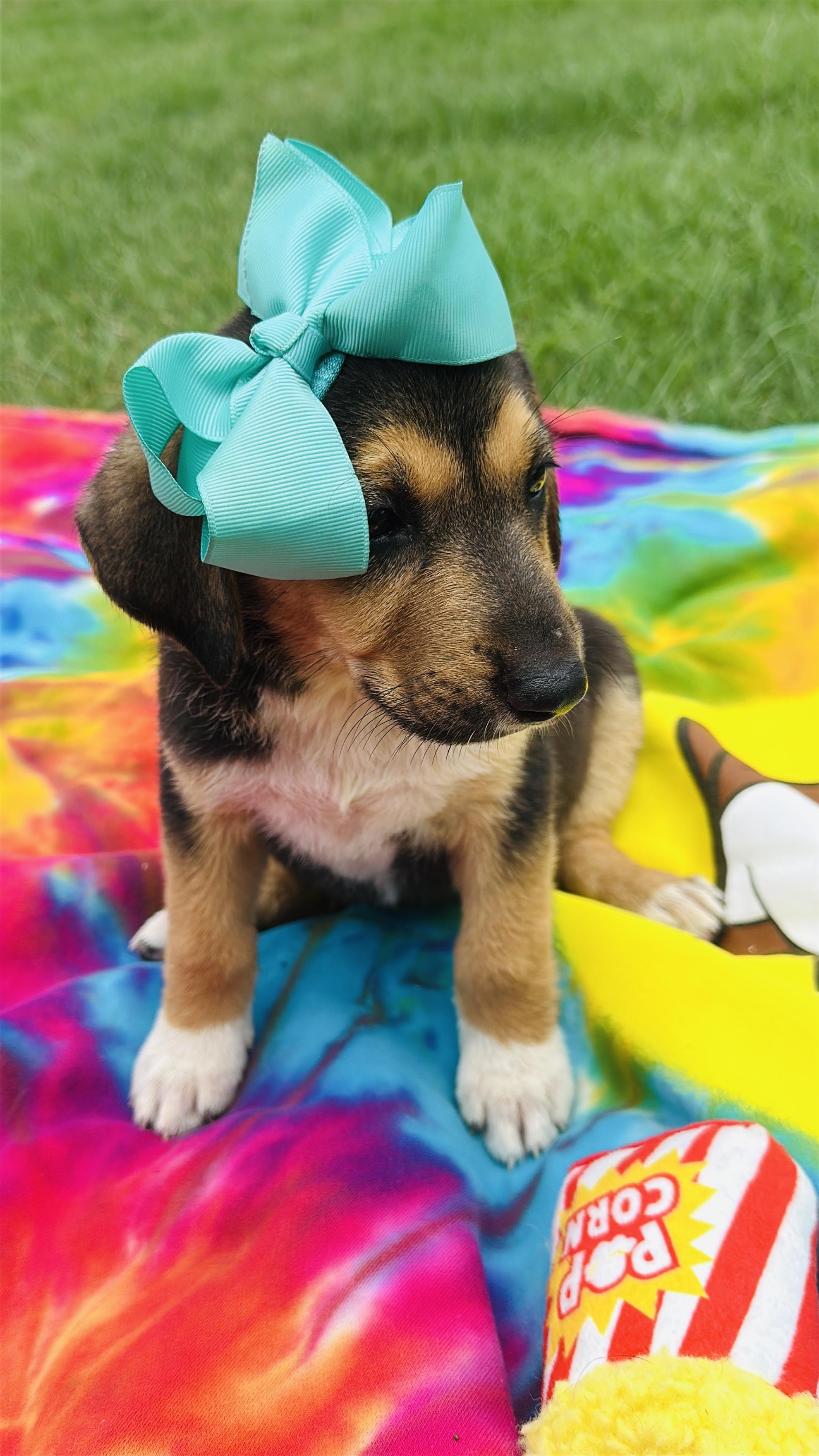 Molly photo 3