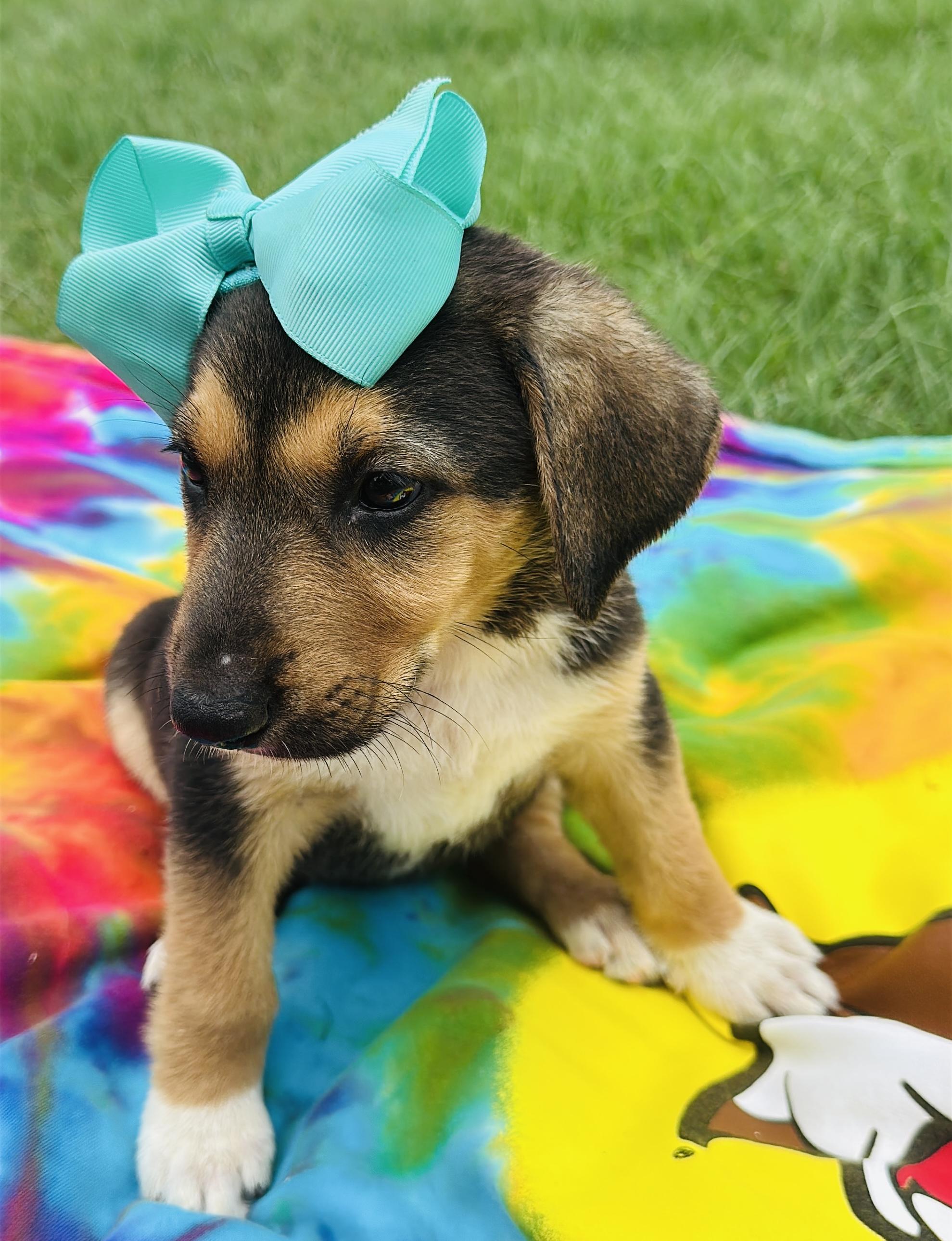 Molly photo 4