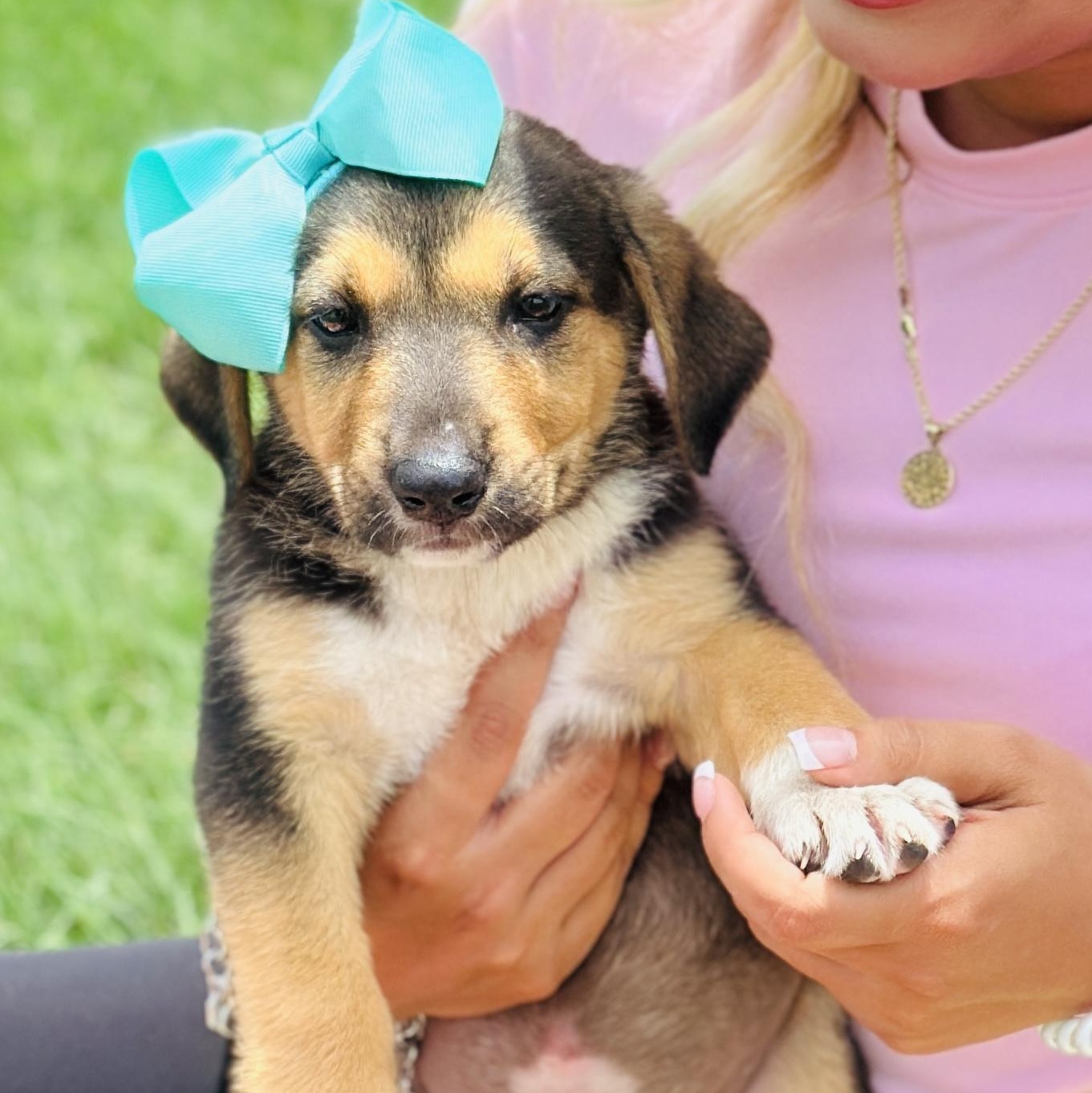 Molly, Baby Female German Shepherd Dog
