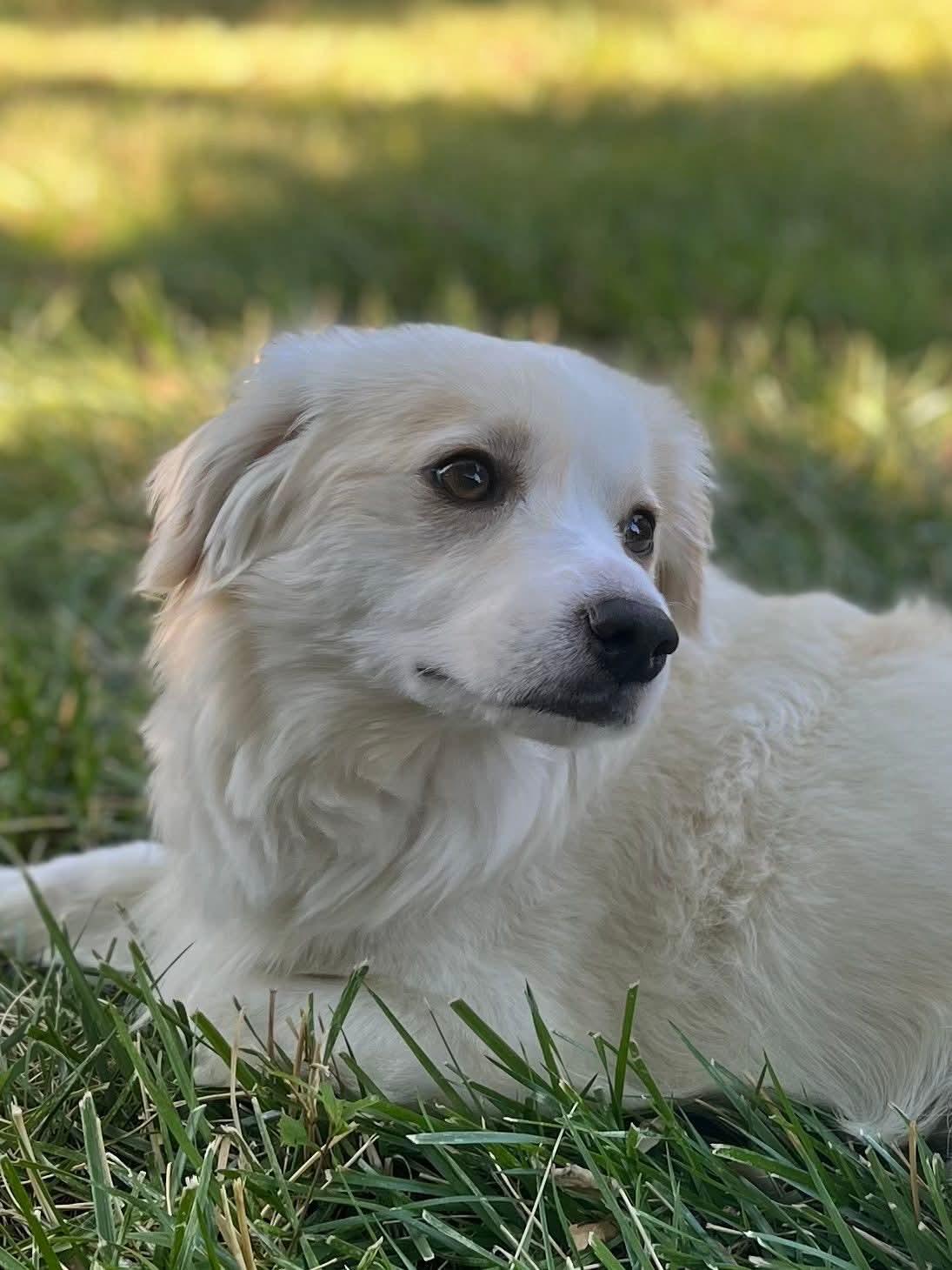 25Blue Jay, an adoptable Papillon in Shingle Springs, CA, 95682 | Photo Image 1