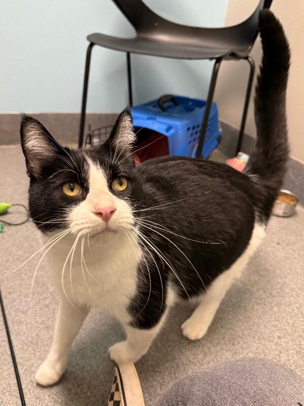 Darius, a Adoptable Domestic Short Hair in Westminster, CO image 2/6