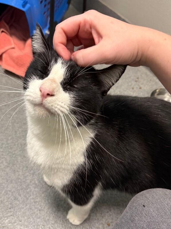 Darius, a Adoptable Domestic Short Hair in Westminster, CO image 3/6