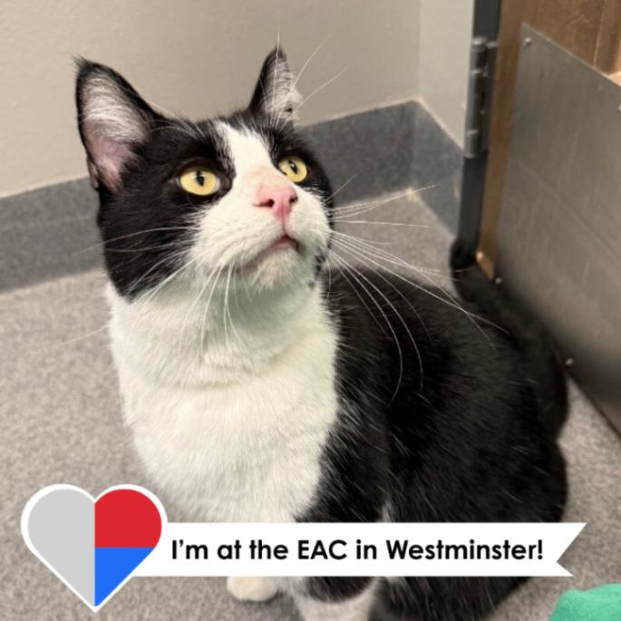 Darius, Adoptable, Adult Male Domestic Short Hair.