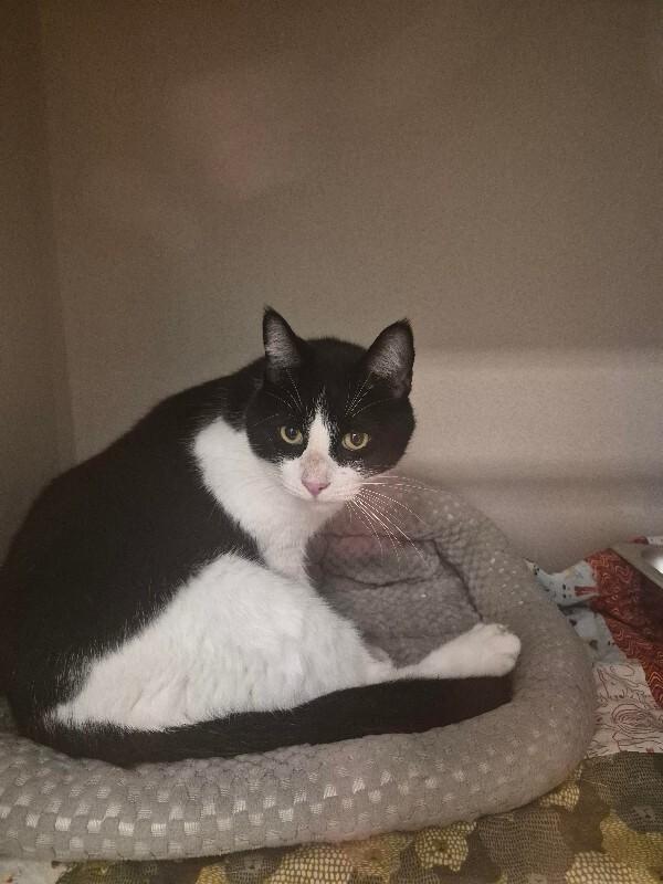 Darius, a Adoptable Domestic Short Hair in Westminster, CO image 4/6