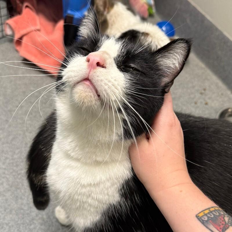 Darius, a Adoptable Domestic Short Hair in Westminster, CO image 5/6