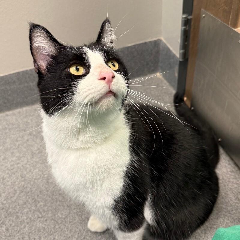 Darius, a Adoptable Domestic Short Hair in Westminster, CO image 6/6