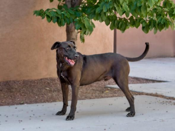 GASTON, Adoptable, Adult Male Mixed Breed.