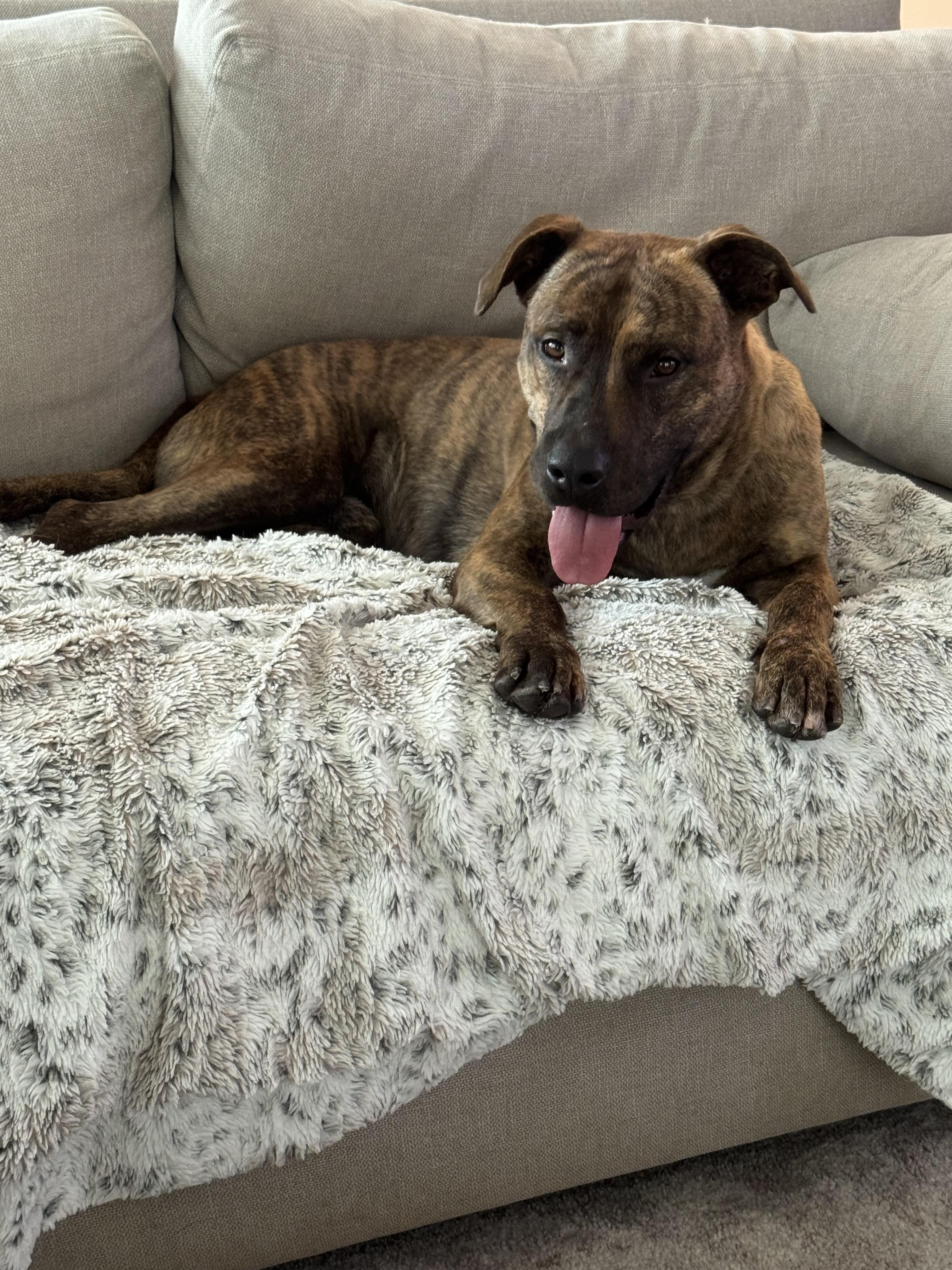 Enlarge Donner, a ADOPTABLE mixed breed in tampa, FL image 6/6