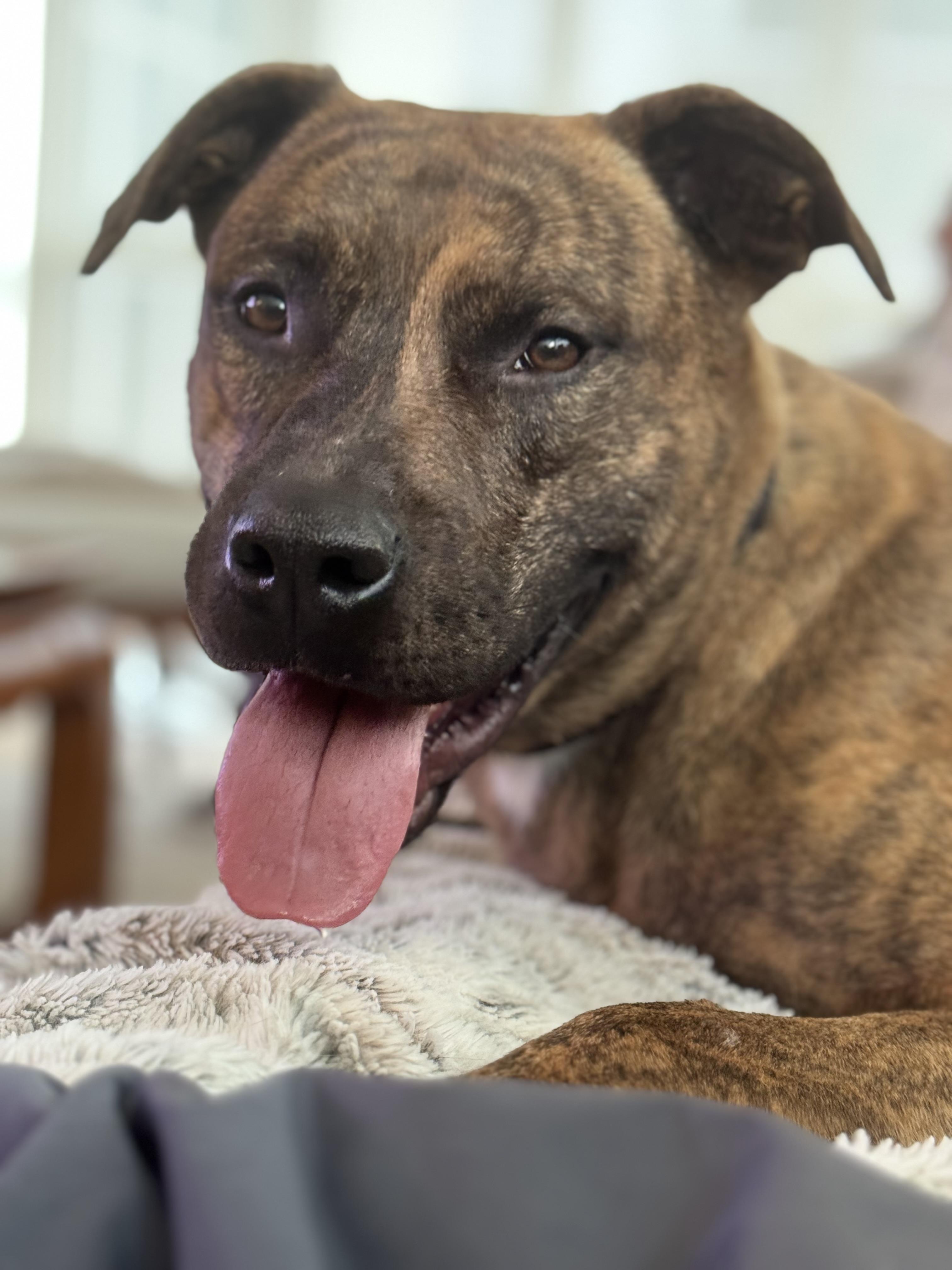 Donner, ADOPTABLE, Young Male Hound.